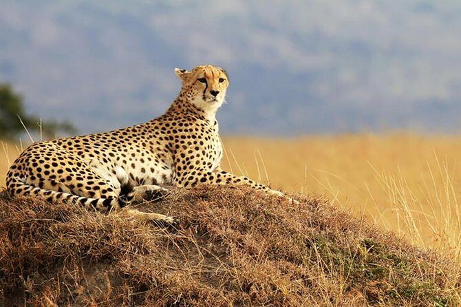 2 Days Amboseli Safari Adventure from Nairobi Classic Game Drives - Nairobi to Amboseli: the value of short, efficient transport