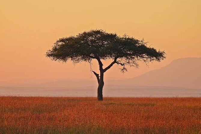 2 Days Amboseli Safari Adventure from Nairobi Classic Game Drives - Day-by-day breakdown: what to expect on each of the two days