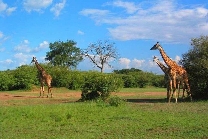 2 Days Amboseli Safari Adventure from Nairobi Classic Game Drives - Amboseli National Park: elephants first, drama always