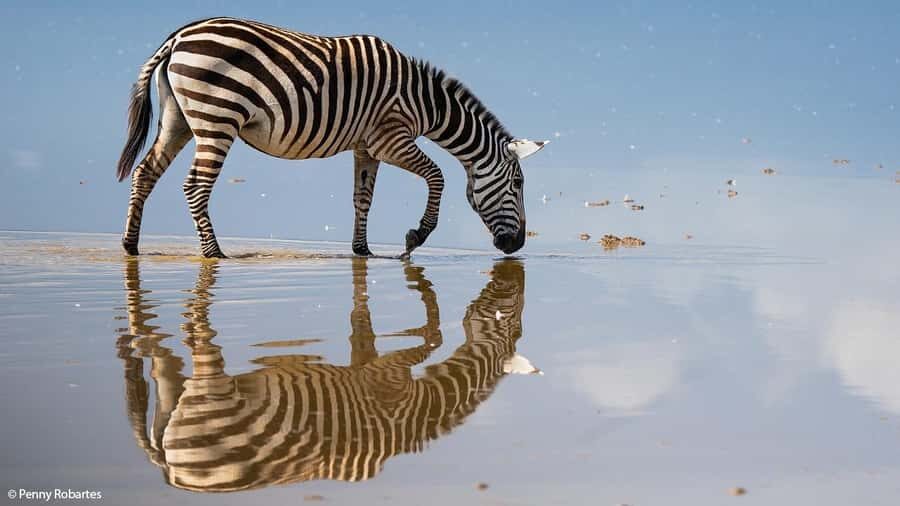 2 Days Group tour to Amboseli Using Landcruiser 4x4 Jeep - Key points to know before you go