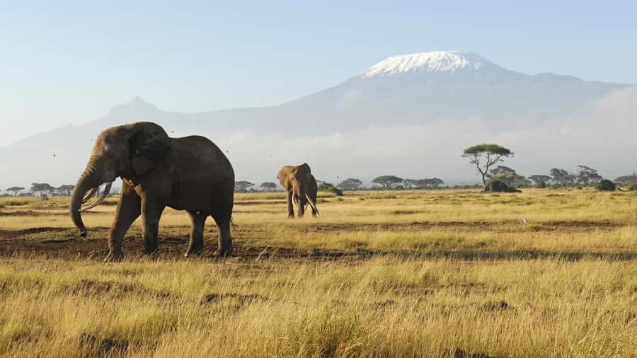 2 Days Group tour to Amboseli Using Landcruiser 4x4 Jeep - Amboseli and Kilimanjaro Views: why this park hits different