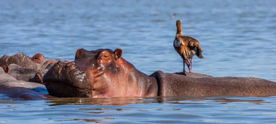2 Days Group tour to Amboseli Using Landcruiser 4x4 Jeep - Getting real wildlife views: the 4x4 pop-up roof setup