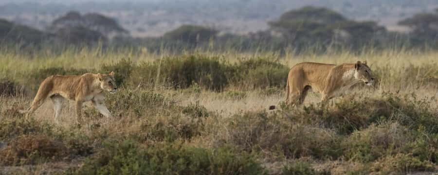 2 Days Group tour to Amboseli Using Landcruiser 4x4 Jeep - Your two-day schedule: where the time goes