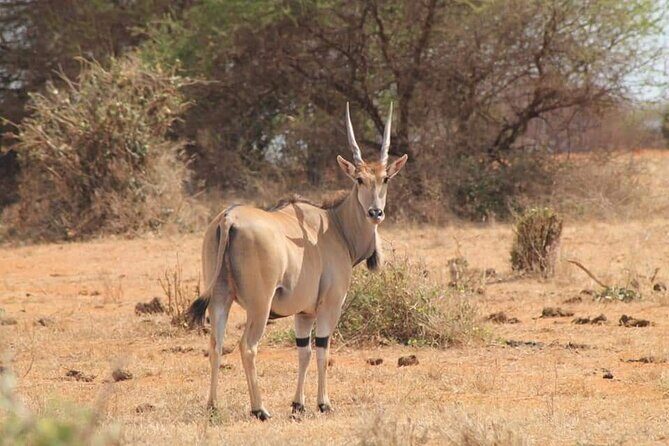 2 Days Kenya Safari special Tsavo East and Taita hills Saltlick from Mombasa - How This 2-Day Safari Feels Designed for Real-Life Schedules