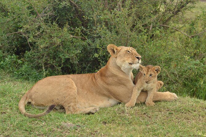 2 Days Kenya Safari special Tsavo East and Taita hills Saltlick from Mombasa - Lunch, Lodges, and the One-Hour Reset That Helps You Enjoy the Afternoon