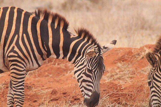 2 Days Kenya Safari special Tsavo East and Taita hills Saltlick from Mombasa - Day 2: Pre-Breakfast Timing and Morning Game-Drive Payoff