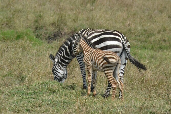 2 Days Kenya Safari special Tsavo East and Taita hills Saltlick from Mombasa - Getting the Most From a Short Safari: How to See More, Faster