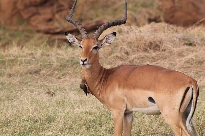2 Days Kenya Safari special Tsavo East and Taita hills Saltlick from Mombasa - Guides: Ali, German Commentary, and the Value of a Flexible Route