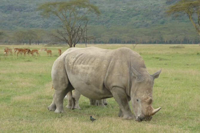 2 Days Lake Nakuru N/P - Key Highlights
