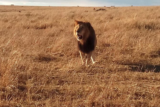 2 Days Lake Nakuru N/P - Day 1: The Airport-to-Nairobi Safari Club Transfer
