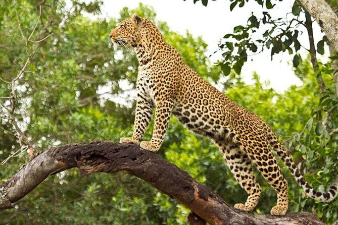 2 Days Masai Mara Private Safari From Nairobi - Why Masai Mara Works Better in Two Days Than One