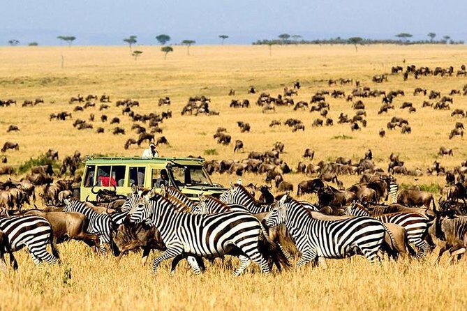 2 Days Masai Mara Private Safari From Nairobi - Overnight Camps: Comfortable Enough, Designed for Safari Days