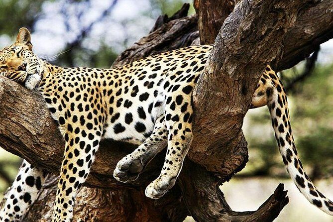 2 Days Masai Mara Private Safari From Nairobi - Day 2 Sunrise Game Drive: When Lions and Cheetahs Move