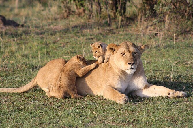 2 Days Masai Mara Private Safari From Nairobi - What You Get for $750: Value in the Details