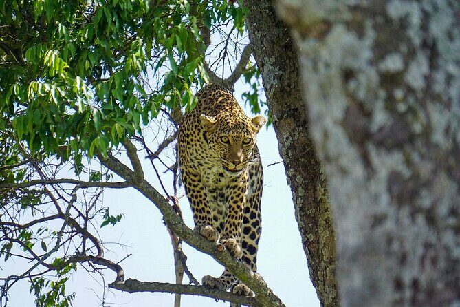 2 Days Masai Mara Private Safari From Nairobi - Day 1 in Masai Mara: Afternoon Game Drive With Big Five Energy