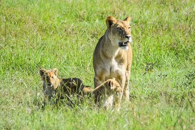 2 Days safari of Masai Mara - Key things that make this Masai Mara safari work