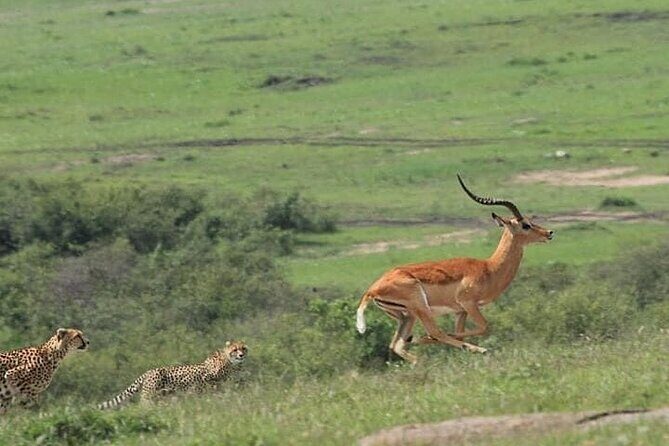 2 Days safari of Masai Mara - Two days in Masai Mara: the fast plan that still feels complete