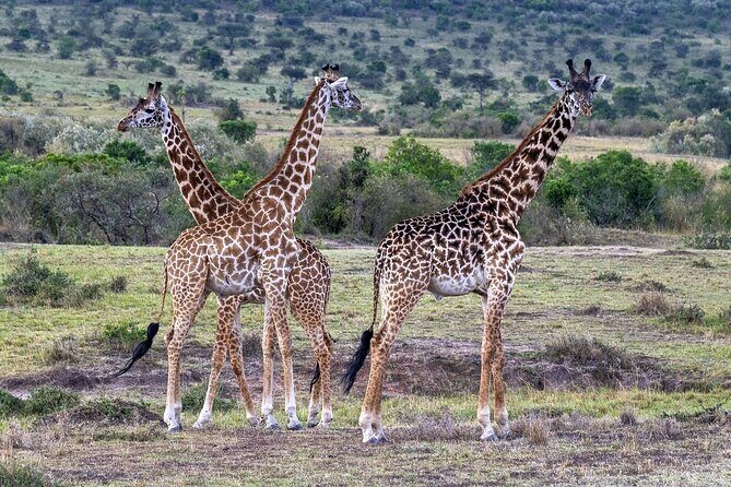 2 Days safari of Masai Mara - Day 2: hot-air balloon over the Mara, plus the morning drive