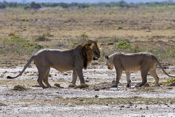 2 Days safari of Masai Mara - Price and value: what $598 per person is really buying