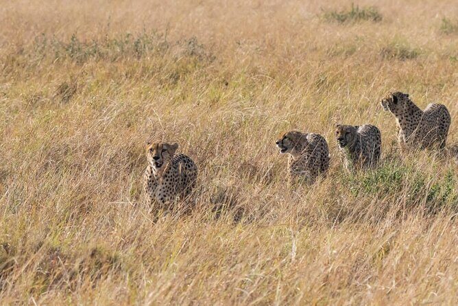 2 Days safari of Masai Mara - Day 1: arriving, lunch, and an afternoon game drive when the plains wake up