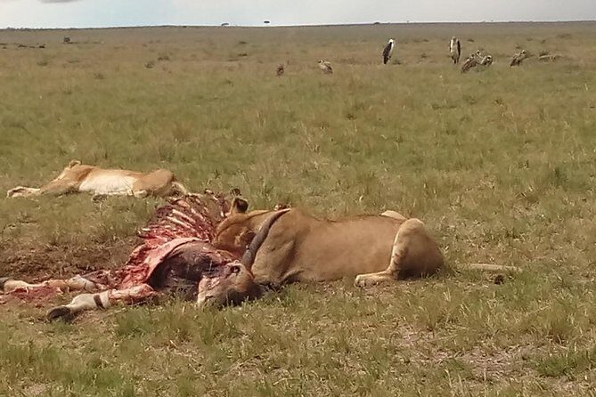 2 Days Safari to Maasai Mara NR - Mid range. - Key highlights at a glance