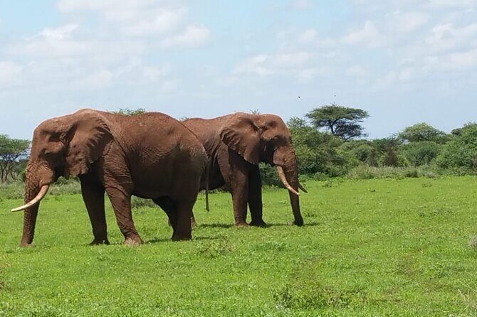 2 Days Salt Lick Safari Tour - Entering Taita Hills Wildlife Sanctuary (And Why 100 Sq Km Matters)