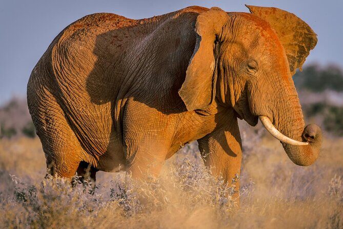 2 Days Tsavo East and Ngutuni Sanctuary starting from Mombasa. - Key points before you go