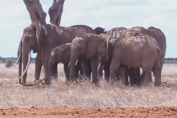 2 Days Tsavo East and Ngutuni Sanctuary starting from Mombasa. - Pickup at 6:00 and the Small-Group Advantage