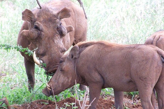 2 Days Tsavo East and Ngutuni Sanctuary starting from Mombasa. - Day 2 Dawn to Mid-Morning: Ngutuni Sanctuary in the Best Light
