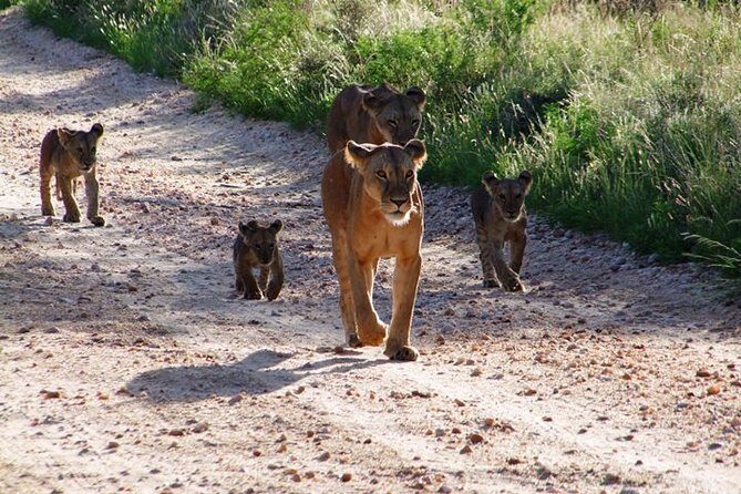 2 Days Tsavo East and Ngutuni Sanctuary starting from Mombasa. - Four Game Drives: How That Changes Your Odds