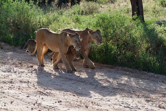 2 Days Tsavo East and Ngutuni Sanctuary starting from Mombasa. - Wildlife You Can Reasonably Expect (and What’s Not Guaranteed)