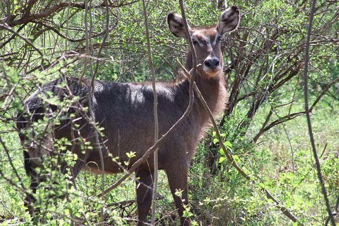 2 Days Tsavo East and Ngutuni Sanctuary starting from Mombasa. - Ngutuni Lodge: The Lodge Part You’ll Actually Care About