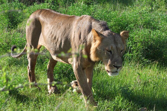 2 Days Tsavo East and Ngutuni Sanctuary starting from Mombasa. - Transportation and Timing: What the Schedule Feels Like