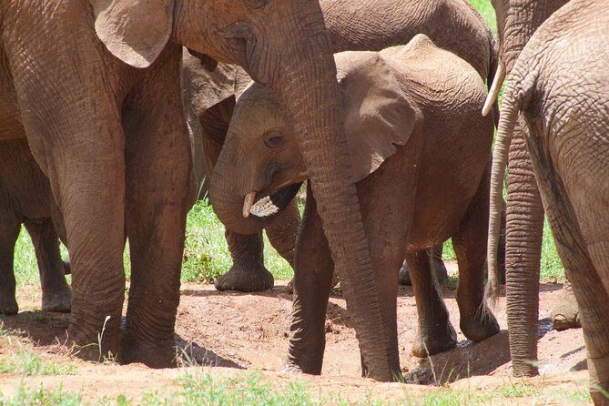 2 Days Tsavo East and Ngutuni Sanctuary starting from Mombasa. - Day 1: Bachuma Gate Entry, a 2-Hour First Safari, and Ngutuni Lodge