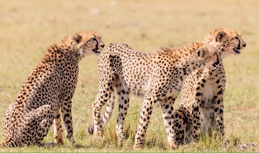 2 days Tsavo East and saltlick safari from Diani/Mombasa - The 5:00 am pickup and the long Coast-to-Tsavo drive