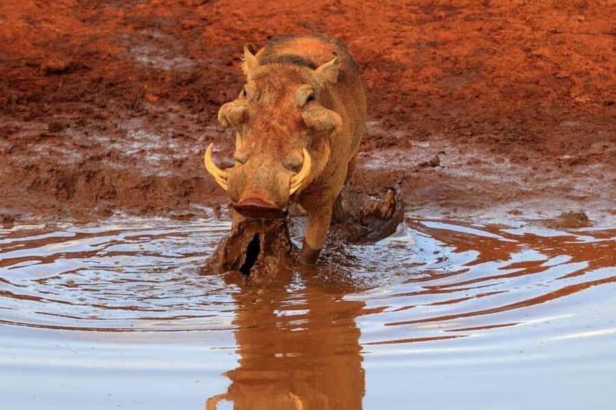 2-Days Wildlife Safari to Tsavo East & Tsavo West Park - Tsavo East and Tsavo West: Why Two Parks Works
