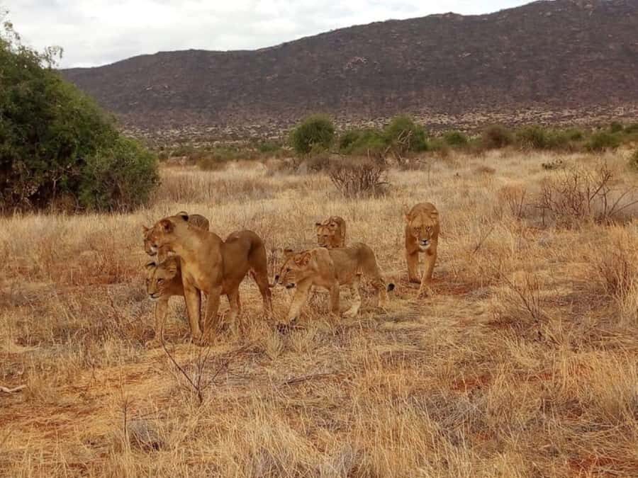 2-Days Wildlife Safari to Tsavo East & Tsavo West Park - Tsavo West: Rhino Sanctuary Drive and the Big-Cat Odds