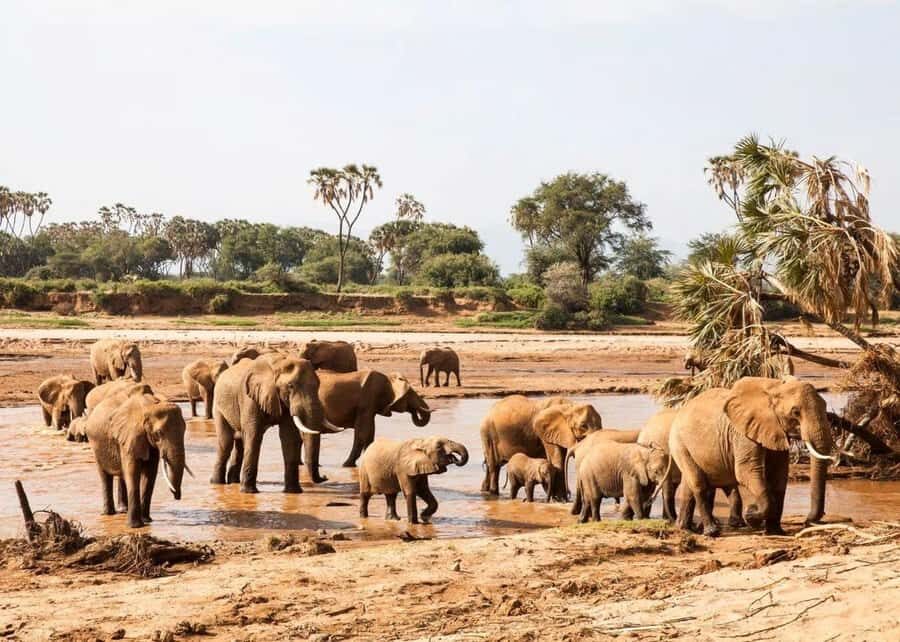 2-Days Wildlife Safari to Tsavo East & Tsavo West Park - How to Actually Get Good Sightings on a Safari Van