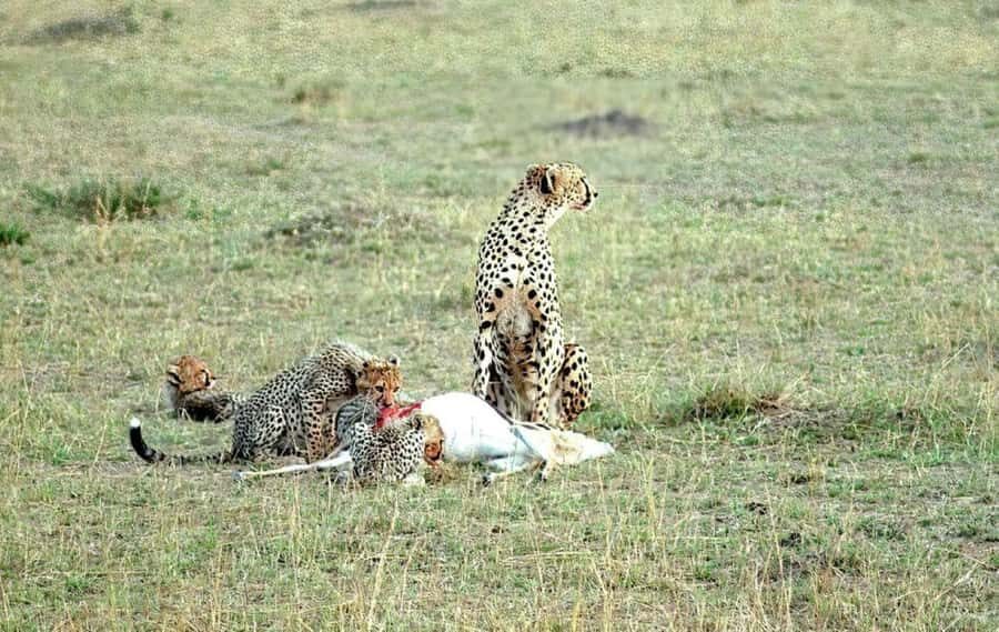 2-Days Wildlife Safari to Tsavo East & Tsavo West Park - Price and Value: Is $438 Fair for Two Days?