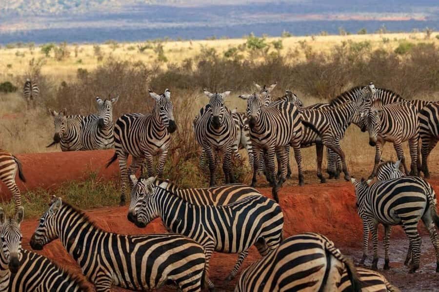 2-Days Wildlife Safari to Tsavo East & Tsavo West Park - Guide Quality: The Difference Between a Great Day and a Waste of Sunlight