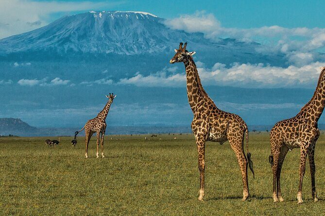 2 Nights 3 Days Amboseli National Park With 4<em>4 Vehicle – Guides Matter: Why Francis, James, John, Joseph, and Jumaa Show Up’ /><br />
You don’t need a guide who talks all day. You need one who helps you see more than you would alone. This tour’s guide experience is one of its strongest signals.</p>
<p><p>Past safari experiences name guides including <strong>Francis</strong>, <strong>James</strong>, <strong>John</strong>, <strong>Joseph</strong>, and <strong>Jumaa</strong> as being knowledgeable, friendly, and on top of timing. Francis is highlighted for being very knowledgeable and personable. James is praised for detailed info on animals and for sharing understanding of the ecosystem, plus good time management.</p>
</p>
<p><p>There’s also a useful human side in the feedback: John and the team are described as organizing smoothly and following up to keep everything on track, while Jumaa is credited with excellent timing and helpful information. Joseph is recognized for a well-organized pickup, and for the moment of interacting with animals while Mount Kilimanjaro was especially clear.</p>
</p>
<p><p>That last point matters: on many safaris, visibility is a coin flip. Having a guide who knows how to position the vehicle when the views are good can turn a “pretty day” into a “remember-this” day.</p>
</p>
<h2 id="where-you-sleep-camp-comfort-and-the-kilimanjaro-view-factor">Where You Sleep: Camp Comfort and the Kilimanjaro View Factor</h2>
<p><img width="669" height="446" decoding="async" src=
