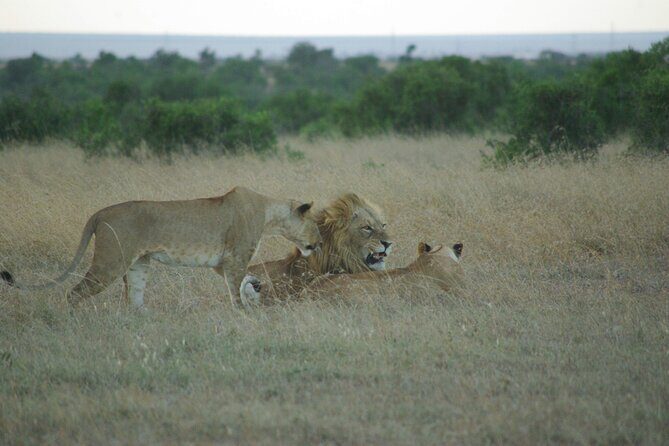 2 nights 3 days Masai Mara safari package - Day 3: Early-Morning Safari and the Ride Back to Nairobi