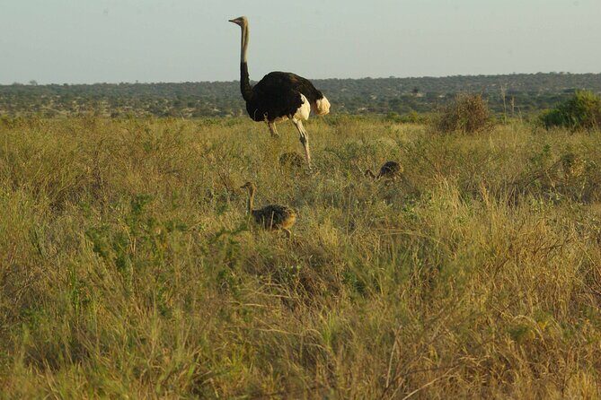 2 nights 3 days Masai Mara safari package - How the Safari Vehicle and Private Option Affects Your Day