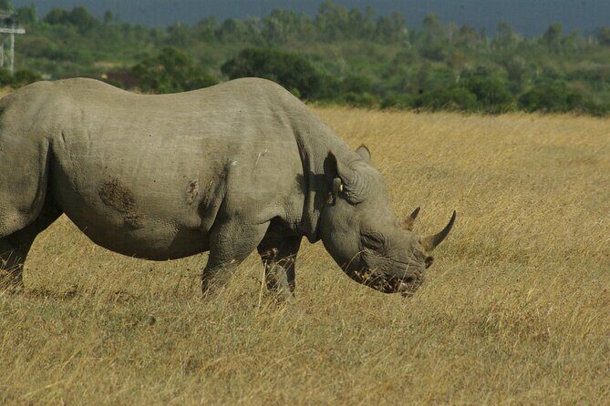 2 nights 3 days Masai Mara safari package - What You’ll Actually See: Big Five Odds and the Real-Mara Mindset