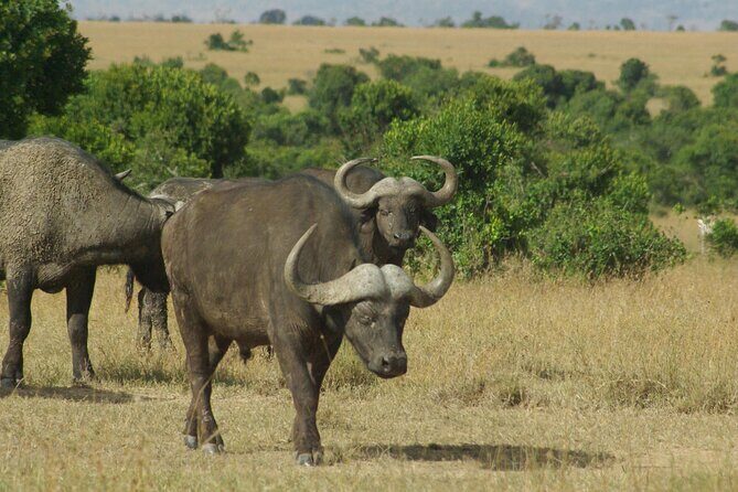 2 nights 3 days Masai Mara safari package - Price and Value: Is $870.39 Reasonable for This Timing?