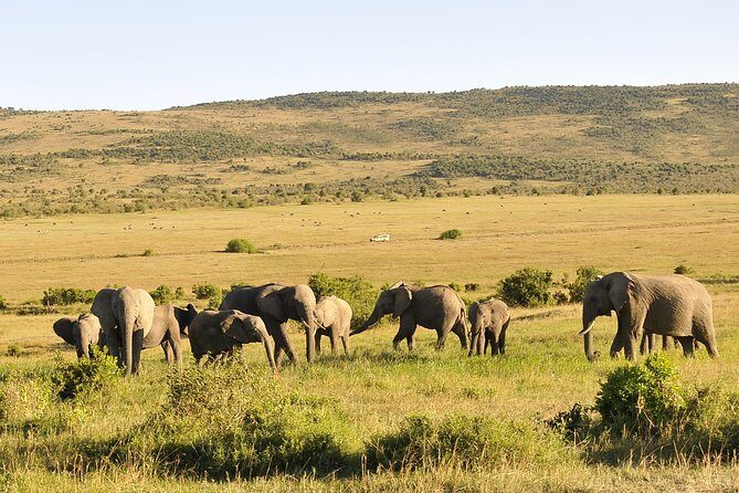 3 Day 2 Nights Maasai Mara Safari - Key highlights worth knowing