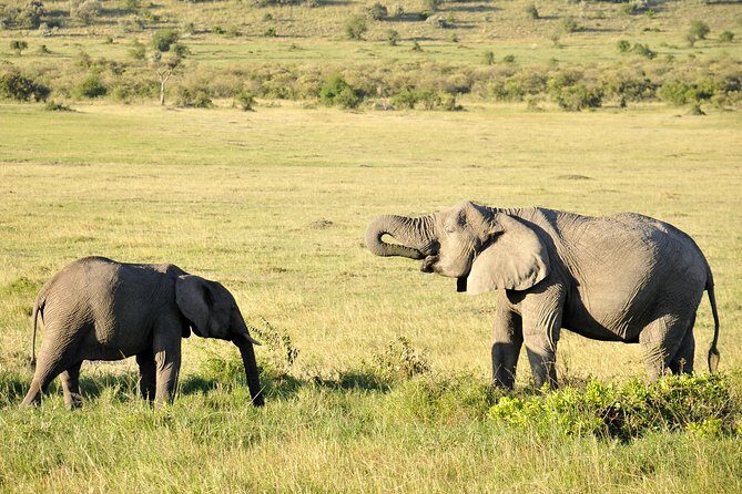 3 Day 2 Nights Maasai Mara Safari - Your 3 Days on the Ground: What the Schedule Really Feels Like