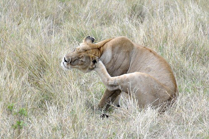 3 Day 2 Nights Maasai Mara Safari - The Mara River Stop: Why This Area Matters