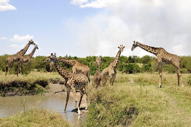 3 Day 2 Nights Maasai Mara Safari - Nairobi Pickup, Vehicle Comfort, and the Reality of Roads