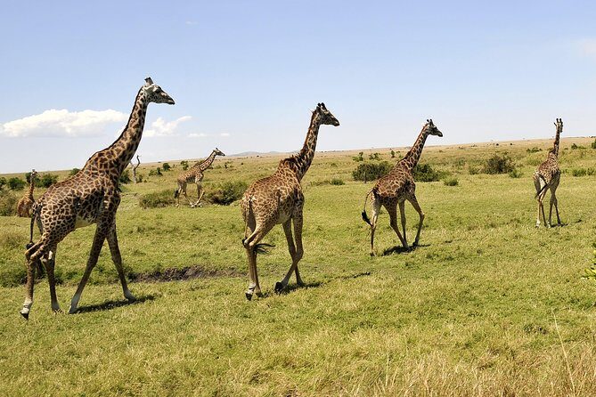 3 Day 2 Nights Maasai Mara Safari - Lodges/Camps and “Included Meals”: What You Can Plan Around